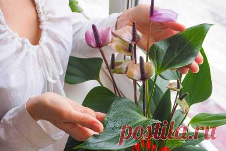 Аптечка для комнатных растений: что в ней должно быть + подробный пример | Exotica - энциклопедия домашних растений | Дзен