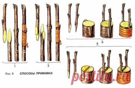 Прививка деревьев для большого урожая.