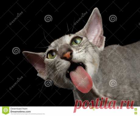 Peterbald Sphynx Cat On Black Background Stock Image - Image of isolated, cute: 78173347 Photo about Close-up Portrait of Funny Peterbald Sphynx Cat Lick Screen and Looks Clumsy with Tongue on Isolated Black background. Image of isolated, cute, haired - 78173347