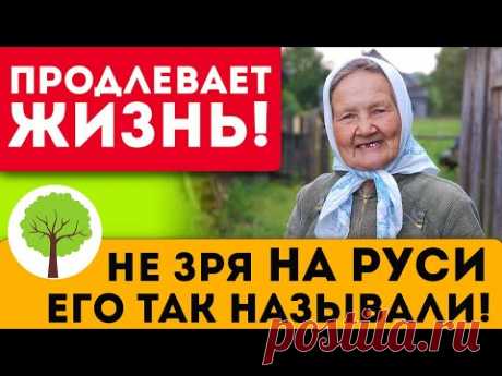 На клеточном уровне восстанавливает работу печени, ЖКТ, желчного пузыря, почек и даже...