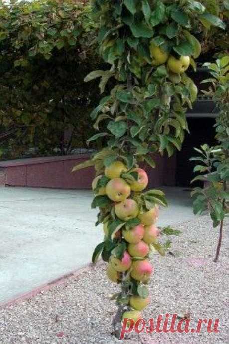 Все о разнообразии сортов колоновидных яблонь и методах их выращивания