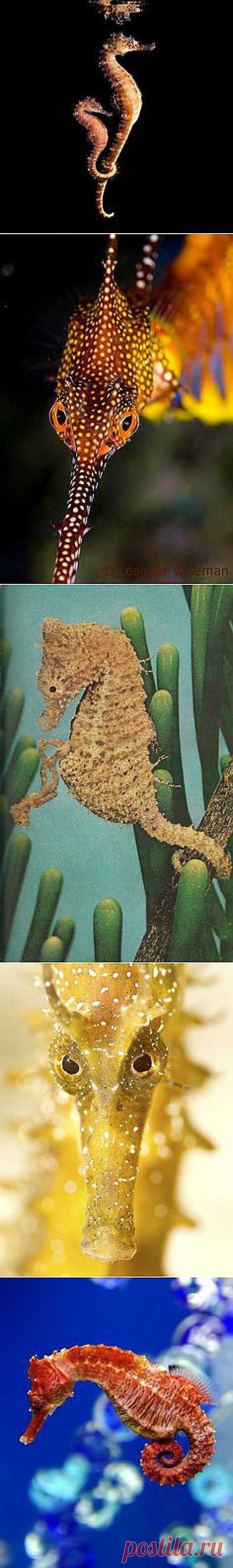 Seahorse (морские коньки)