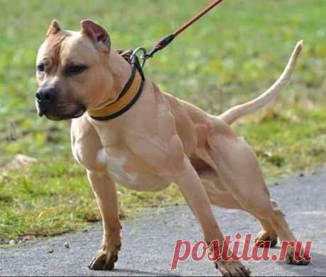 pitbull terrier kennel - Поиск в Google