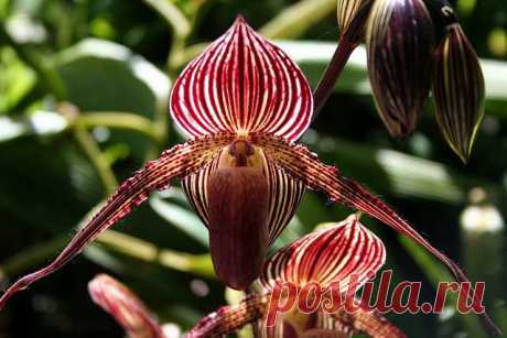 orhideja-zoloto-kinabalu-foto.jpg (640×427)