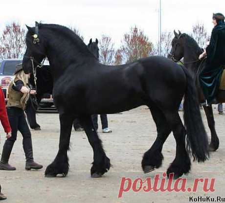 194_horse_37__.jpg (изображение «JPEG», 450 × 406 пикселов)