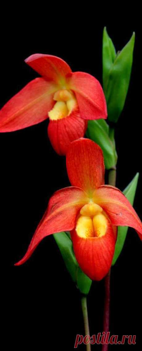 Slipper Orchids