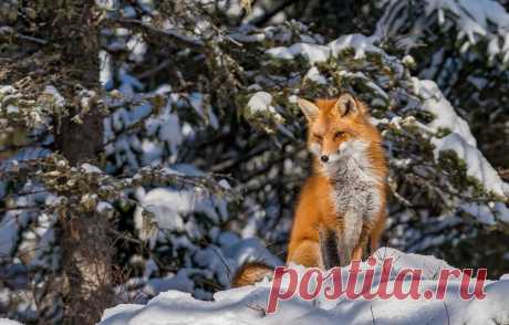 Обои зима, лес, снег, лиса, рыжая картинки на рабочий стол, раздел животные - скачать