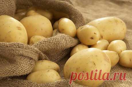 Польза картошки проявляется только с правильной готовкой » MEDIKFORUM.RU