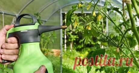 Чем нужно опрыскивать томаты в июне и июле, чтобы сберечь и повысить урожай Узнайте, как защитить томаты от болезней и вредителей и чем подкормить растения для получения отменного урожая.