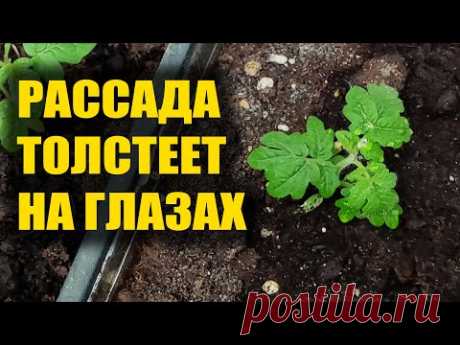 РАССАДА ТОЛСТЕЕТ НА ГЛАЗАХ! ЛУЧШАЯ ПОДКОРМКА РАССАДЫ ТОМАТОВ ОГУРЦА ПЕРЦА