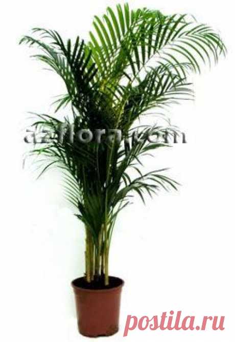 Хризалидокарпус / Chrysalidocarpus lutescens