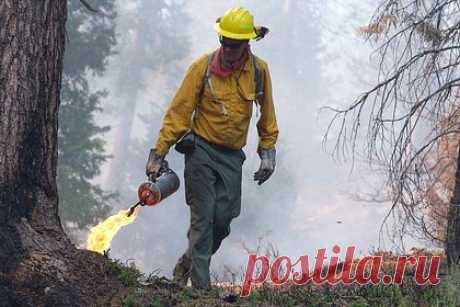 Зафиксирован рост разрушительных лесных пожаров. Ученые Калифорнийского университета выявили беспрецедентное увеличение количества сильных лесных пожаров в Сьерра-Неваде и южной части Каскадных гор. Площадь «плохих» пожаров, при которых уничтожается более 95 процентов надземной биомассы, увеличилась почти в пять раз — с 10 до 43 процентов.
