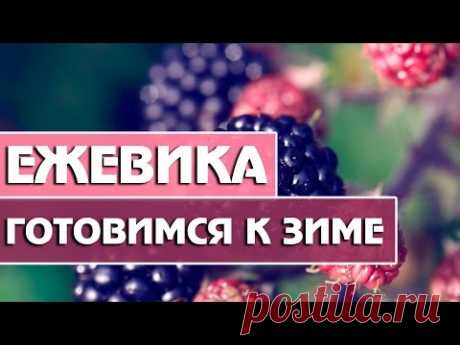 Ежевика — Готовимся к зиме !