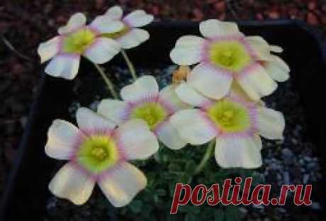 Oxalis obtusa