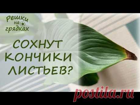 Почему сохнут кончики листьев у комнатных растений? Что делать?