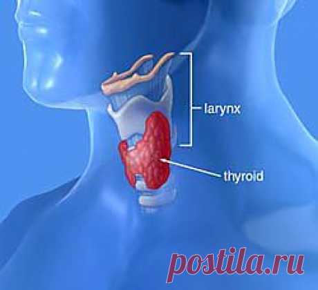 ФИТОТЕРАПИЯ ПРИ НАРУШЕНИИ ФУНКЦИИ ЩИТОВИДНОЙ ЖЕЛЕЗЫ.