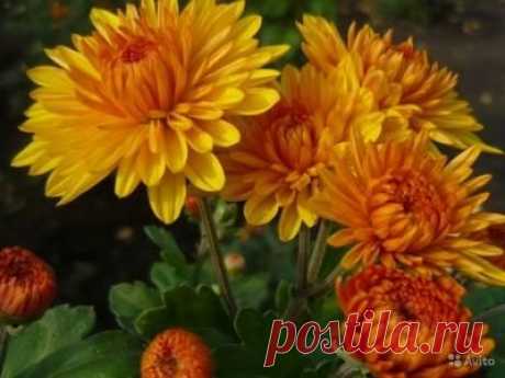 Золотой цветок осени - хризантема
