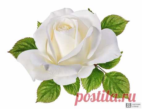 Фотообои "Красивый бутон белой розы крупным планом" - Арт. 170526 | Купить в интернет-магазине Уютная стена
