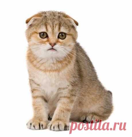 Самые редкие и необычные породы кошек / Питомцы