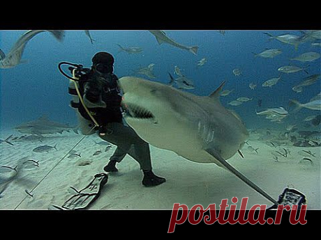 Jonathan Bird's Blue World: Bull Sharks - YouTube