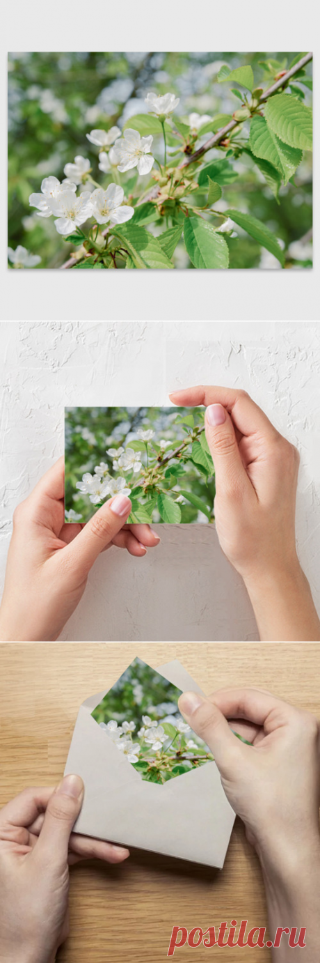 Поздравительная открытка Цветущая ветка вишни, фото - купить по цене 155 руб в интернет-магазине Всемайки, арт 3652995
