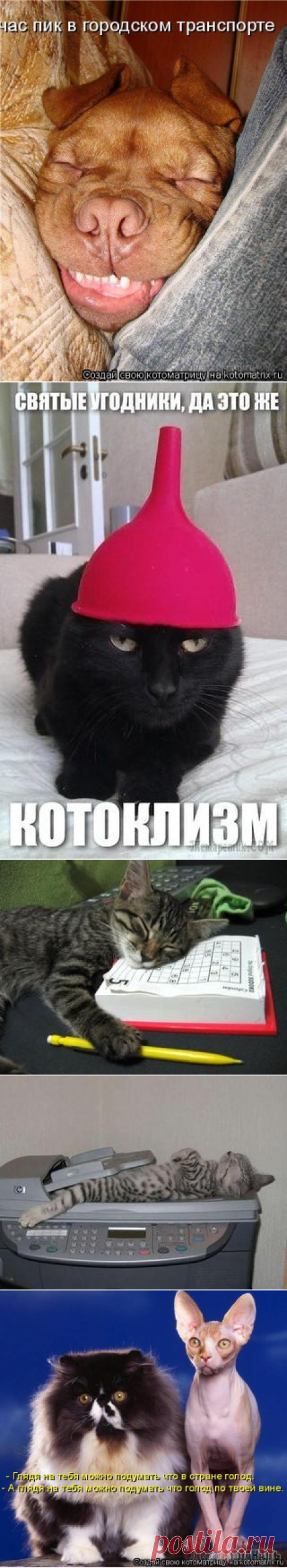 "Коты и др." (6-я часть)
