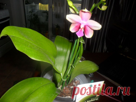 Орхидея Phalaenopsis Liodora