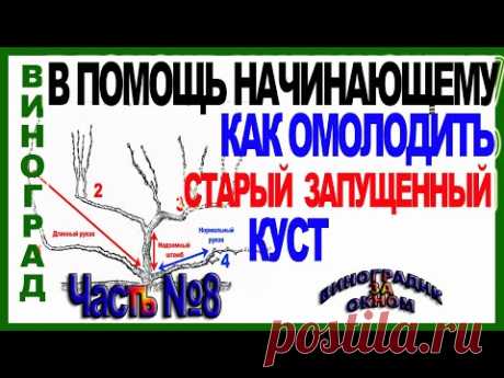 🍇 Как омолодить и восстановить старый запущенный куст винограда обрезкой. ШКОЛА ВИНОГРАДАРЯ Часть №8