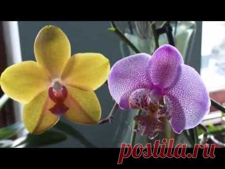 Опыление орхидеи. Перекрёстное опыление и сам на себя. Phalaenopsis pollination