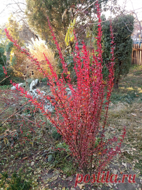 Барбарис Тунберга «Ред Пилар», «Красный столб» (Berberis thunbergii «Red Pillar») осенью