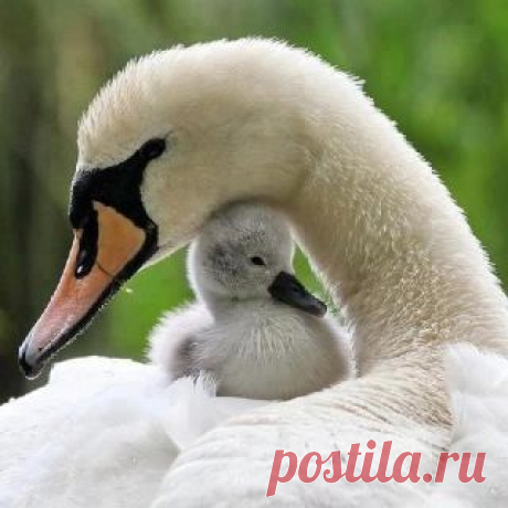 So cute! | Swan lake and duck pond