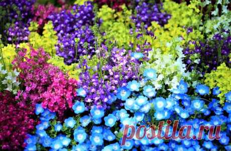 Посеяв раз, можно каждый год любоваться цветущей поляной все лето! Цветок из моих «Хотелок» | GardenLife | Яндекс Дзен