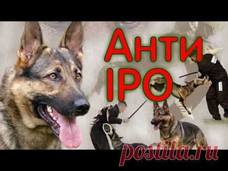 Собака для охраны,  старый метод, анти-IPO