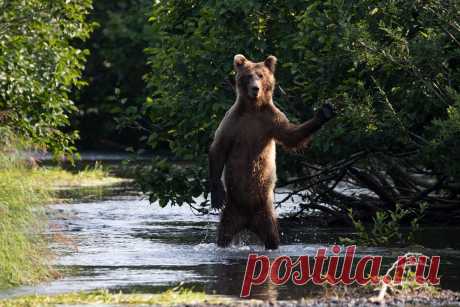 Определены самые смешные фото дикой природы 2020 года - Новости Mail.ru