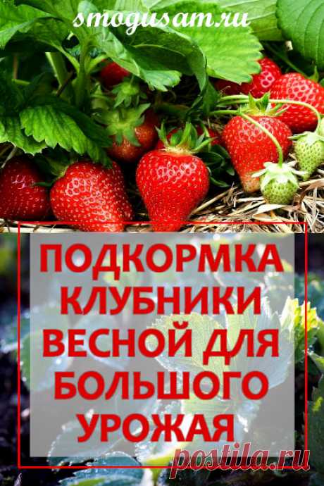 Чем подкормить и обработать клубнику весной для хорошего урожая