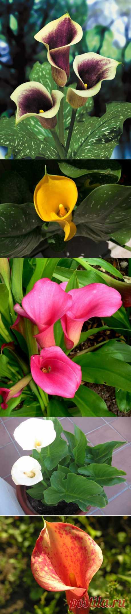 Зантедеския — красивое и интересное растение