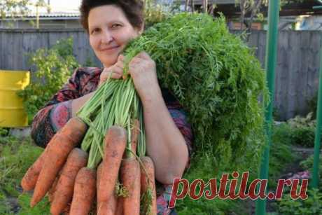Секрет большого урожая…Поливать нельзя, иначе морковка вырастет…. – БУДЬ В ТЕМЕ