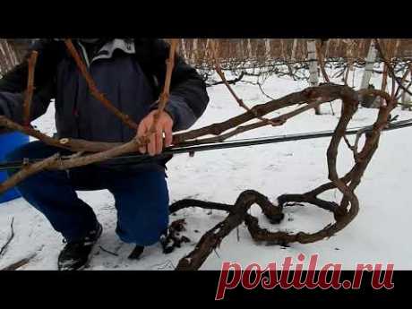 Обрезка виноградного куста. Классический вариант.