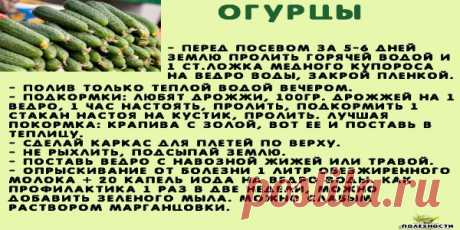 Сажаю огурцы по методу своей тётушки Прошлой весной мы ездили к родственникам в Белоруссию и привезли оттуда способ посадки огурцов в грунт, которым пользуется моя тетя, Надежда Ивановна, уже не один десяток лет. Для посадки она готовит следующие компоненты: перегной, древесную