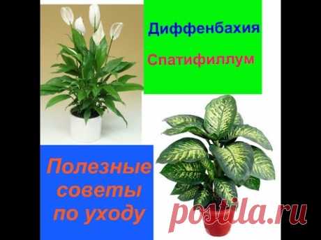 Диффенбахия. Спатифиллум.Полезные советы. Часть2