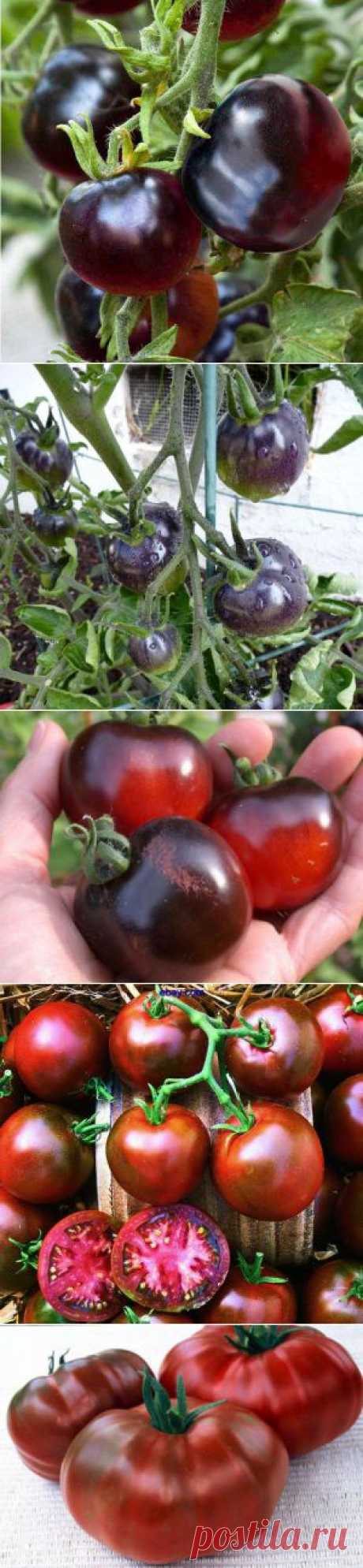 Усадьба | Огородник : Черные томаты – секрет мужского долголетия
