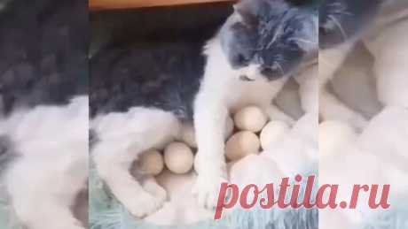 gorod55.ru | Ничего милее вы сегодня уже не увидите: кошка начала высиживать яйца, а после стала мамой 7 цыплят!