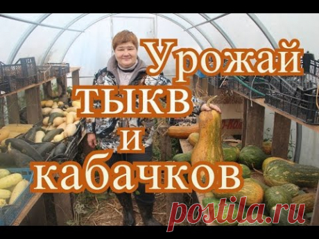 Тыквы и кабачки. Урожай 2016 года.