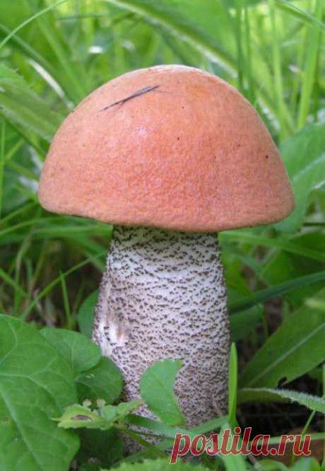 Полезные советы о грибах | Садово-Дачниково