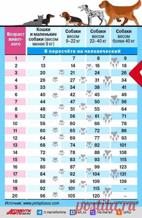 Соответствие кошачьего и собачьего возраста человеческому