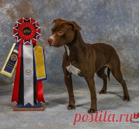 pitbull terrier kennel - Поиск в Google