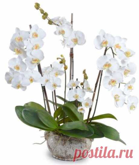 Орхидеи фаленопсис - основные виды, рекомендации по уходу и лечение болезней в домашних условиях