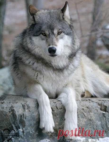Внутри каждого человека идёт борьба злого волка с добрым. Всегда побеждает тот волк, которого ты кормишь.