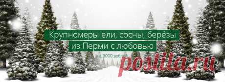 Купи дерево! Продажа, доставка крупномеров и новогодних ёлок