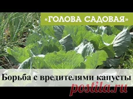Голова садовая - Борьба с вредителями капусты
